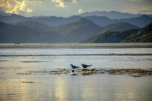 Skadar Lake Birds