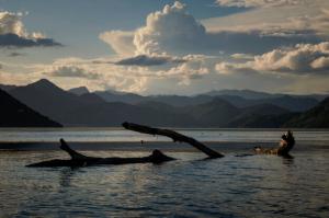 Skadar Lake floating tree