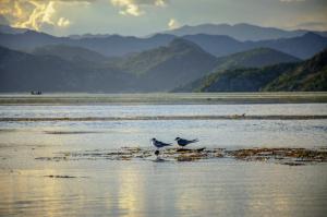 Skadar lake, birds watching