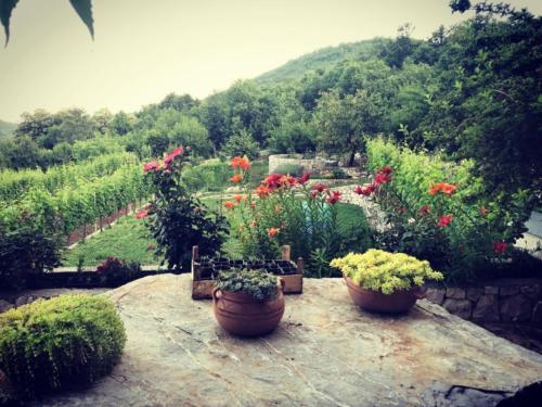 vineyard in Montenegro, boutique winery, Montenegro wine