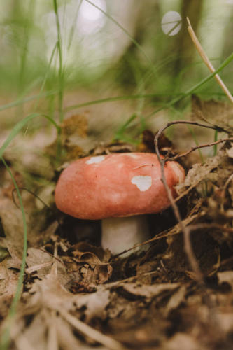 Northern Fairy Tale, hiking, nature